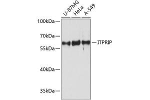 Western blot analysis of extracts of various cell lines, using ITPRIP antibody (ABIN6133416, ABIN6142618, ABIN6142619 and ABIN6215422) at 1:3000 dilution. (ITPRIP anticorps  (AA 101-290))
