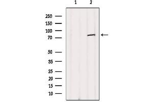Western blot analysis of extracts from B16F10, using NUFIP2 Antibody. (NUFIP2 anticorps  (Internal Region))