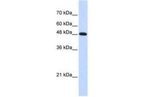 Image no. 1 for anti-Polymerase (DNA Directed), mu (POLM) (C-Term) antibody (ABIN6741273) (POLM anticorps  (C-Term))