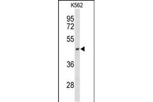 MT-ND2 antibody  (N-Term)