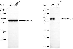 Western blotting analysis using gephyrin antibody (ABIN7798714). (Gephyrin anticorps)