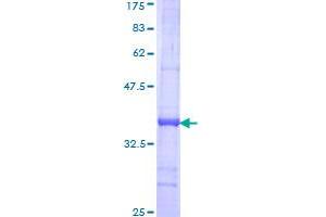 Image no. 1 for TEA Domain Family Member 2 (TEAD2) (AA 218-307) protein (GST tag) (ABIN1322442)