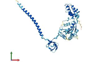 AlphaFold protein structure predicition of Mouse Recombinant Psmc6 Protein, UniprotID P62334