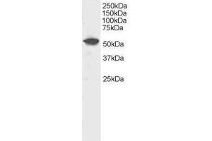 Image no. 1 for anti-Dual Specificity Phosphatase 10 (DUSP10) (C-Term) antibody (ABIN374170) (DUSP10 anticorps  (C-Term))