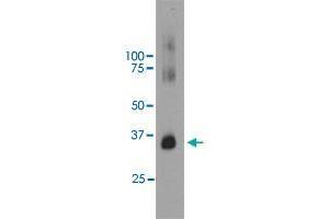 Western blot analysis of bovine retinal extracts using RHO monoclonal antibody, clone B630  at 1:5000 dilution. (Rho-related GTP-binding protein anticorps)