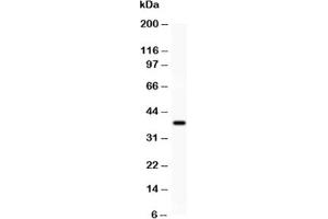 Western blot testing of SIRT1 antibody and recombinant human protein (0. (SIRT1 anticorps  (AA 112-311))