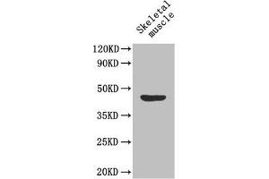 Western Blot Positive WB detected in: Mouse skeletal muscle tissue All lanes: MFGE8 antibody at 1.