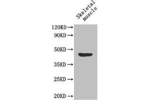 Western Blot Positive WB detected in: Mouse skeletal muscle tissue All lanes: MFGE8 antibody at 1. (MFGE8 anticorps  (AA 25-334))