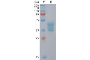 Mouse Protein, hFc Tag on SDS-PAGE under reducing condition.