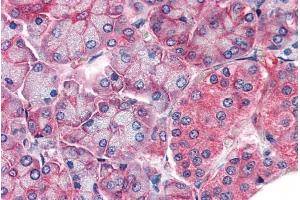 ABIN184791 (5µg/ml) staining of paraffin embedded Human Pancreas. (CLDN14 anticorps  (C-Term))