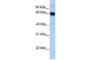 PRKAA1 antibody used at 1 ug/ml to detect target protein. (PRKAA1 anticorps  (N-Term))