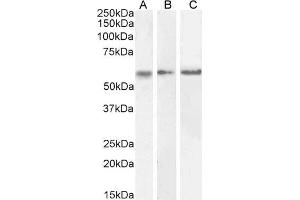 ABIN570984 (0. (CaMKII alpha/beta (Internal Region) anticorps)