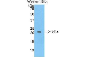Western Blotting (WB) image for anti-Apolipoprotein D (APOD) (AA 21-189) antibody (ABIN1858058) (Apolipoprotein D anticorps  (AA 21-189))