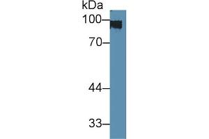 Western blot analysis of Rat Skin lysate, using Rabbit Anti-Mouse KRT1 Antibody (3 µg/ml) and HRP-conjugated Goat Anti-Rabbit antibody (abx400043, 0. (Cytokeratin 1 anticorps  (AA 189-497))