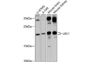 Western blot analysis of extracts of various cell lines, using UFC1 antibody (ABIN6130770, ABIN6149886, ABIN6149887 and ABIN6217098) at 1:3000 dilution. (UFC1 anticorps  (AA 1-167))
