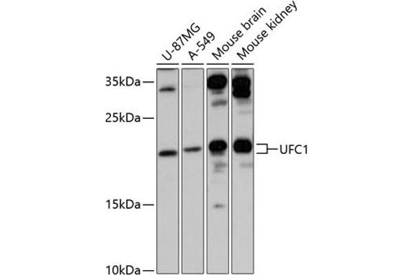 UFC1 anticorps  (AA 1-167)