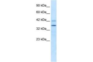 Western Blotting (WB) image for anti-Proline Rich 7 (Synaptic) (PRR7) antibody (ABIN2461035)