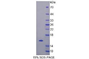 SDS-PAGE analysis of Human ELOC Protein. (TCEB1 Protéine)