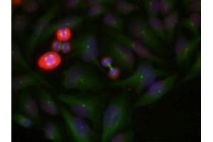 Immunofluorescence staining of methanol-fixed Hela cells using c-Jun(Phospho-Thr239) Antibody.