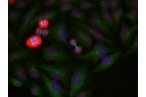 Immunofluorescence staining of methanol-fixed Hela cells using c-Jun(Phospho-Thr239) Antibody. (C-JUN anticorps  (pThr239))