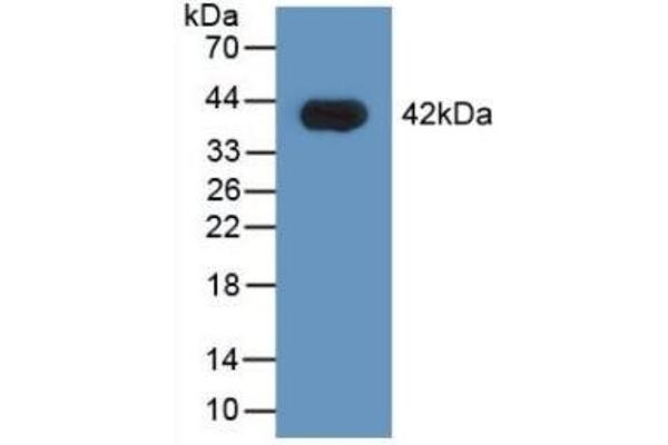 HNRNPA1 anticorps  (AA 2-372)