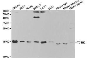 Western blot analysis of extracts of various cell lines, using TCEB2 antibody (ABIN5973098) at 1/1000 dilution. (TCEB2 anticorps)