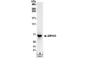 anti-Zinc Finger Protein 503 (ZNF503) (AA 275-325) antibody