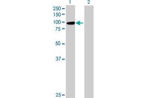 Western Blot analysis of PCDHGB1 expression in transfected 293T cell line by PCDHGB1 MaxPab polyclonal antibody. (PCDHGB1 anticorps  (AA 1-810))