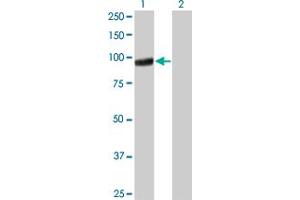 Western Blot analysis of PCDHGA5 expression in transfected 293T cell line by PCDHGA5 monoclonal antibody (M01), clone 5H5. (PCDHGA5 anticorps  (AA 205-304))