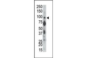 The anti-PTPalpha N-term Pab (ABIN392834 and ABIN2842259) is used in Western blot to detect PTPalpha in mouse brain tissue lysate. (PTPRA anticorps  (N-Term))