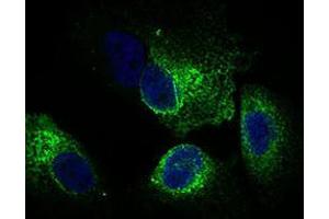 Immunofluorescence analysis of Hela cells using CLGN mouse mAb (green). (Calmegin anticorps  (AA 249-405))
