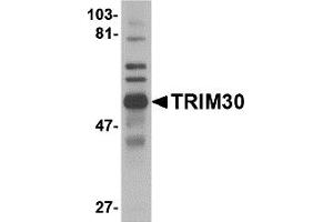 Western Blotting (WB) image for anti-Tripartite Motif Containing 30 (Trim30) (C-Term) antibody (ABIN1030773) (TRIM30 anticorps  (C-Term))