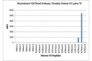 The recombinant H3K79me2 antibody specifically reacts to Histone H3 dimethylated at Lysine 79 (K79me2). (Recombinant Histone 3 anticorps  (2meLys79))