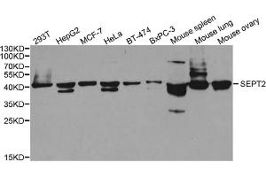 Western blot analysis of extracts of various cell lines, using SEPT2 antibody (ABIN5973418) at 1/1000 dilution. (Septin 2 anticorps)