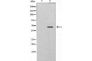 Western blot analysis of Caspase 9 phosphorylation expression in TNF treated HeLa whole cell lysates,The lane on the left is treated with the antigen-specific peptide. (Caspase 9 anticorps  (pThr125))