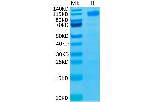 Biotinylated Human VEGF R1 on Tris-Bis PAGE under reduced condition.