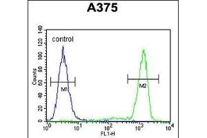 TCPR1 Antibody (N-term) (ABIN390828 and ABIN2841056) flow cytometric analysis of  cells (right histogram) compared to a negative control cell (left histogram).