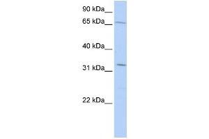 Western Blotting (WB) image for anti-Tripartite Motif Containing 22 (TRIM22) antibody (ABIN2458333) (TRIM22 anticorps)