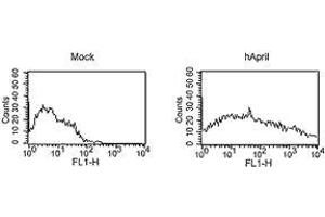 Image no. 3 for anti-Tumor Necrosis Factor (Ligand) Superfamily, Member 13 (TNFSF13) antibody (ABIN187284) (TNFSF13 anticorps)