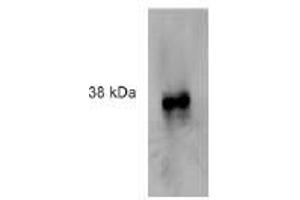 Image no. 3 for anti-Formyl Peptide Receptor 2 (FPR2) antibody (ABIN329919) (FPR2 anticorps)