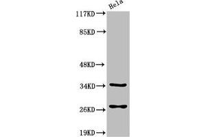 Western Blot analysis of HeLa cells using Cleaved-Caspase-6 p18 (D162) Polyclonal Antibody (Caspase 6 anticorps  (Cleaved-Asp162))