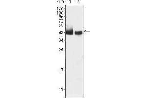 Western blot analysis using KLF15 mouse mAb against HepG2 (1) and SMMC-7721 (2) cell lysate.