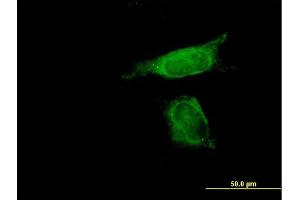 Immunofluorescence of purified MaxPab antibody to SENP8 on HeLa cell.