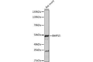 Western blot analysis of extracts of Rat ovary, using BMP15 Rabbit mAb (ABIN7265896) at 1:1000 dilution.