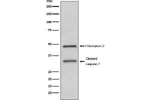 Western blot analysis of Caspase-2 expression in HeLa cell lysate. (Recombinant Caspase 2 anticorps)