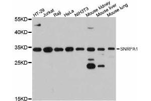 Western blot analysis of extracts of various cell lines, using SNRPA1 antibody. (SNRPA1 anticorps  (AA 1-220))