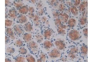 IHC-P analysis of Human Stomach Tissue, with DAB staining. (Oncostatin M anticorps  (AA 26-220))