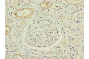 Immunohistochemistry of paraffin-embedded human kidney tissue using ABIN7160924 at dilution of 1:100