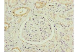 Immunohistochemistry of paraffin-embedded human kidney tissue using ABIN7160924 at dilution of 1:100 (NDUFB5 anticorps  (AA 100-189))