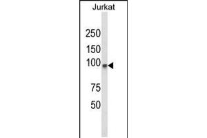 Western blot analysis of PLCL1 Antibody in Jurkat cell line lysates (35ug/lane)